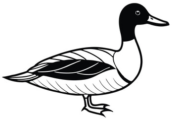 Fototapeta premium pintail bird silhouette line art vector illustration with a white background