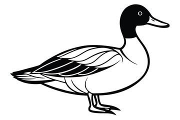 Obraz premium pintail bird silhouette line art vector illustration with a white background