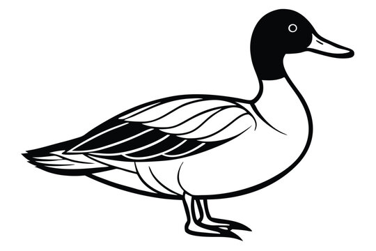 pintail bird silhouette line art vector illustration with a white background