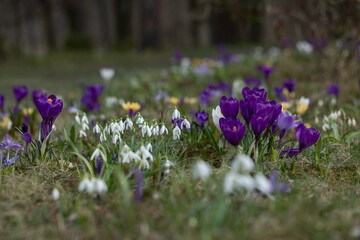 krokusy i przebiśniegi wiosną na leśnej polanie © meegi