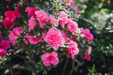 Fototapeta premium Pink Rhododendron Azalea blooming in tropical greenhouse garden