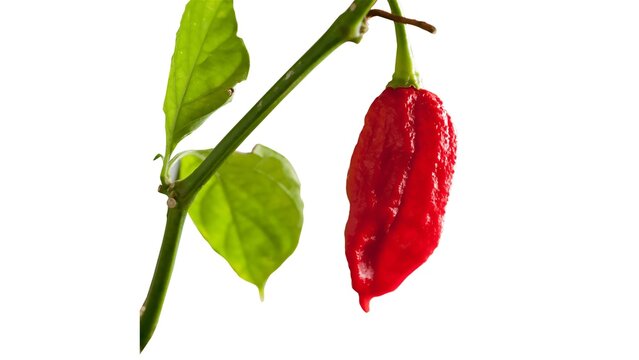 bhootjolokia, bhut jolokia, chilli, fresh, ghost pepper, ghost peppers, organic, raw