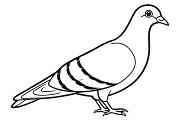 Obraz premium pigeon silhouette line art vector illustration with a white background
