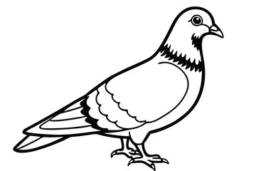 Fototapeta premium pigeon silhouette line art vector illustration with a white background