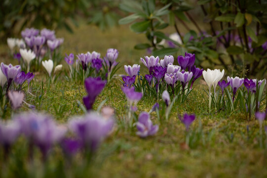 a field of crocuses in spring