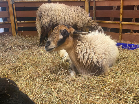 A sheep with thick wool lying on hay inside a wooden pen, with another sheep in the background.