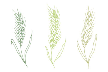 Fototapeta premium Set of hand drawn cereal wheat oat rye barley rice ears spikelet clipart Organic wheat bread agriculture farming harvest healthy food Single element for design print packaging label decor