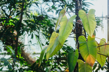 Climbing green ornamental Philodendron in tropical botanical garden greenhouse © reddish