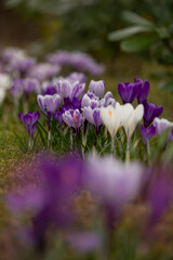 fioletowe krokusy na polnace wiosną © meegi