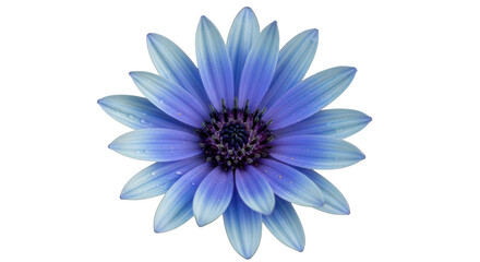Fototapeta premium A blue flower with water droplets on its petals