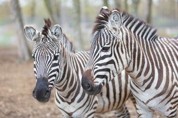 Fototapeta premium Two Zebras Close Up