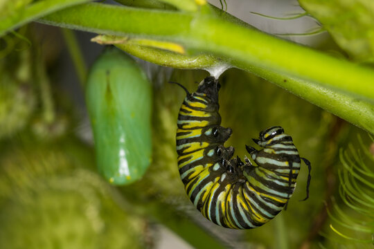 Closeup of a monarch caterpillar beginning the process of metamorphosis or pupation, with a complete chrysalis in the background