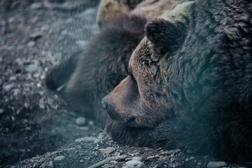 Brown Bear Cub Sleeping Peacefully © giorgiomtb