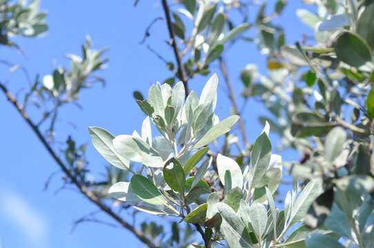 Silver Leaved Buttonwood or combretaceae, Conocarpus erectus var sericeus Fors ex DC or Silver Buttonwood