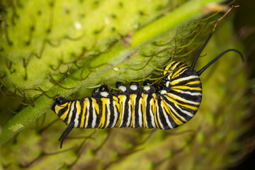 Naklejka premium closeup of monarch caterpillar on swan plant seed pod
