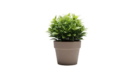 Fototapeta premium A small green plant in a brown pot