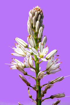 Asf&oacute;delo, varilla de San Jos&eacute;, gamoncillo o gam&oacute;n blanco (Asphodelus albus) es una planta herb&aacute;cea perenne nativa de la regi&oacute;n mediterr&aacute;nea. primer plano de flores con fondo lila