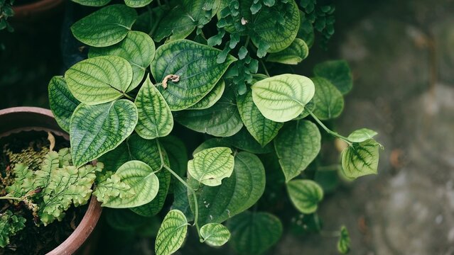 Lush green leaves of a healthy potted plant, natural botanical texture background with detailed venation