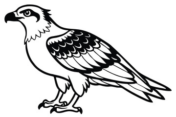 Obraz premium osprey bird silhouette line art vector illustration with a white background