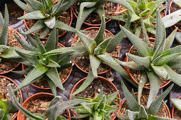 Obraz premium Haworthia plants growing in small brown pots arranged closely together in a planting tray