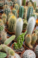 Obraz premium Different kinds of potted cacti and succulent plants arranged closely