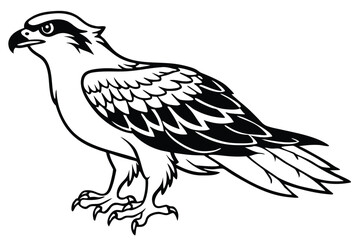 Fototapeta premium osprey bird silhouette line art vector illustration with a white background