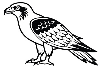 Fototapeta premium osprey bird silhouette line art vector illustration with a white background