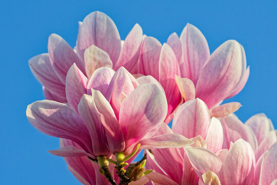 Magnolienzweig im Fr&uuml;hling