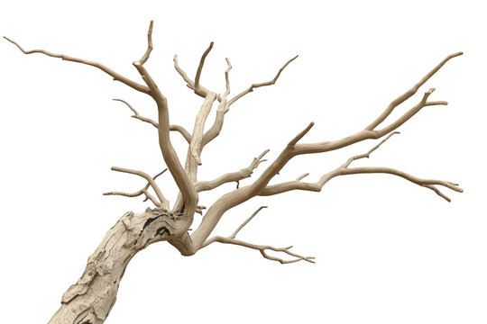 Dry bare tree wood snag with weathered branches on transparent background, symbolizing death, decay, and resilience