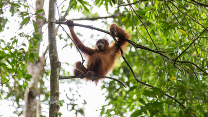 Orangutan in Sumatra, Gunung Leuser National Park  © Rui