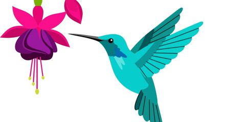 Turquoise hummingbird feeding on a fuchsia flower, isolated on white background © Anisah