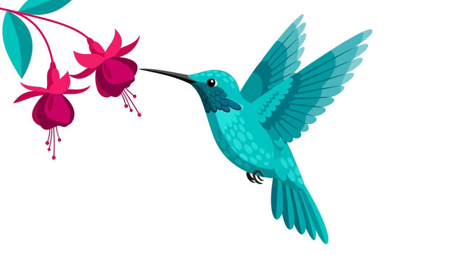Turquoise Hummingbird Feeding on Fuchsia Flowers