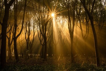 Obraz premium sunrise in the forest