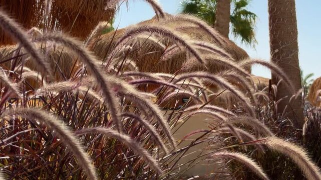 Tropical Plants And Sunny Atmosphere. Detailed Shot Of Coastal Flora And Relaxed Holiday Vibe