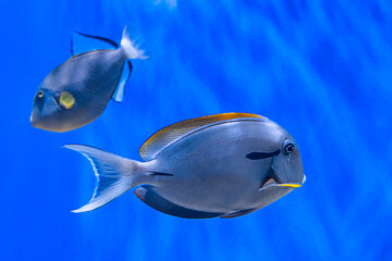Naklejka premium Yellowfin Surgeonfish swimming in blue water