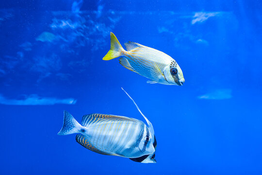 Longfin Bannerfish and Rabbitfish swim in clear blue water