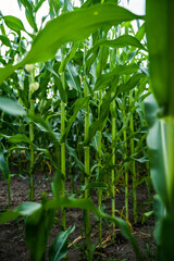 Fototapeta premium Healthy green corn plants growing from fertile dark soil in a vast agricultural field, depicting sustainable farming, a bountiful harvest, and nature's abundance