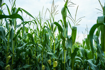 Obraz premium Lush green corn plants growing in a vast agricultural field under a bright summer sky, symbolizing growth, harvest, food production, and sustainable farming practices