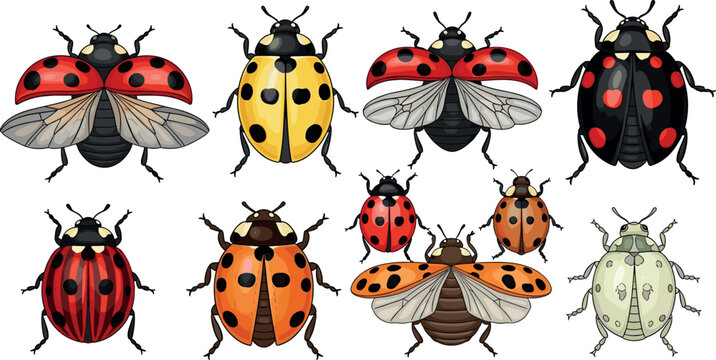 Ladybug Vector Set with Various Colorful Patterns, Spots, and Insect Designs for Nature, Bugs, and Entomology Illustration