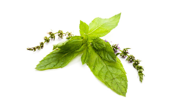 Menthe leaf & Pink flower on white background