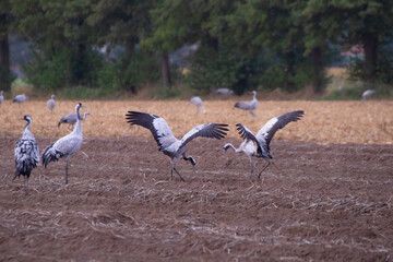 Fototapeta premium Kraniche bei der Balz auf Feld – Graukraniche (Grus grus) in natürlicher Landschaft in Deutschland