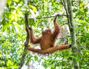 Orangutan in Sumatra, Gunung Leuser National Park  © Rui