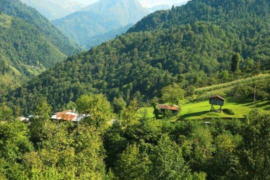 Traditional wooden yayla houses scattered across the lush green mountains of Macahel in Turkey's black sea region, surrounded by dense forests and untouched natural beauty.