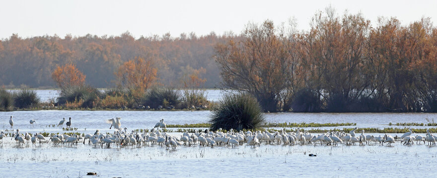 Flock of spoonbills in Charco de la Boca wetland, with plenty of water, in El Rocio,  part of Do&ntilde;ana national park in southwestern Spain, on a sunny day in winter 
