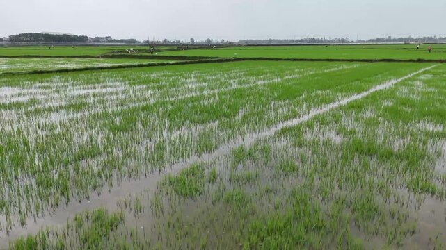 Aerial view of vivid green rice paddies interspersed with water, showing workers tending to crops in a tranquil landscape, Hoi An, Vietnam.
