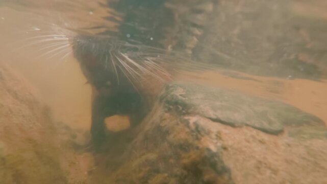 Underwater view, front side, Nutria swimming on water chasing camera. Close-up of Coypu swims through water among fallen yellow autumn leaves, moving above river floor.
