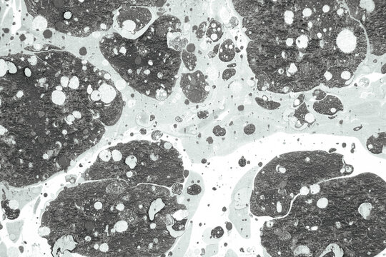 High-Resolution Microscopic Image Showcasing Complex Organic Material Structure with Various Patterns and Textures