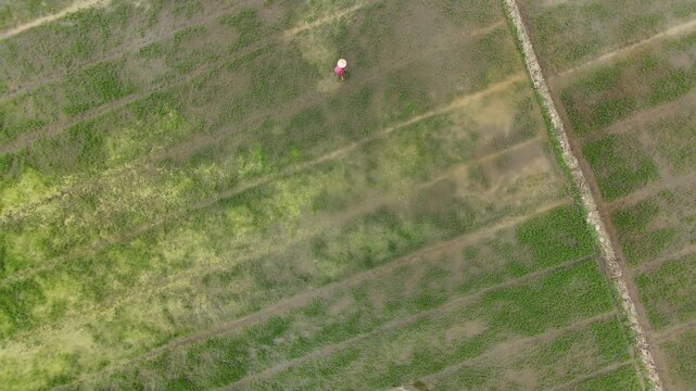 Aerial view of farmers cultivating rice fields, creating a tranquil scene with vibrant green hues against the muddy earth, Hoi An, Vietnam.