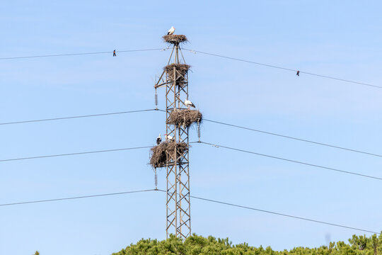 Four  stork nests on a power line pole, as if it is an apartment building, in Do&ntilde;ana National Park, Spain
