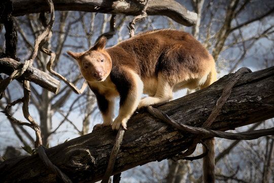 Tree kangaroo climbing, rare marsupial on a branch in portrait